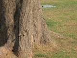 סנאי על גזע העץ. יש בהודו סנאים כאלה בהרבה מקומות       A squirrel on the trunk of a tree