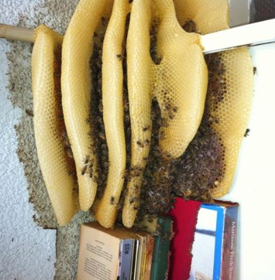 הדברת דבורים ללא הריגתם