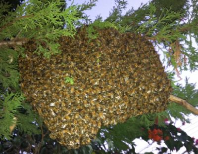 פינוי נחיל דבורים ללא רעל
