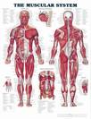 פוסטר אנטומיה שרירים גוף האדם מק"ט 103 מידה 51X66 ס"מ