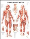 פוסטר אנטומיה שרירים גוף האישה