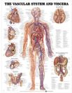 מפת אנטומיה-מערכת כלי הדם בגוף האדם