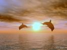 דולפינים וללמוד תקשורת אמיתית עם החכמה העילאית של האל