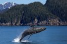 הפגישה עם הלוויתנים - ניוזילנד
