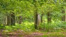 תקשור ריפוי היערות