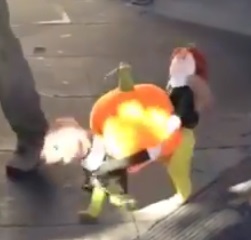 תחפושת כלב עם דלעת על הגב
