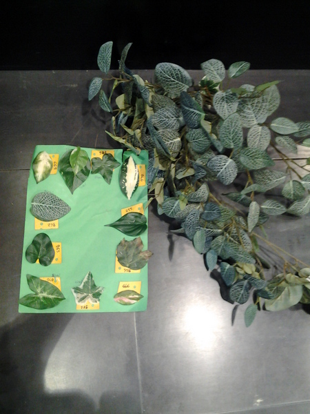 769-נשפך פיטוניה