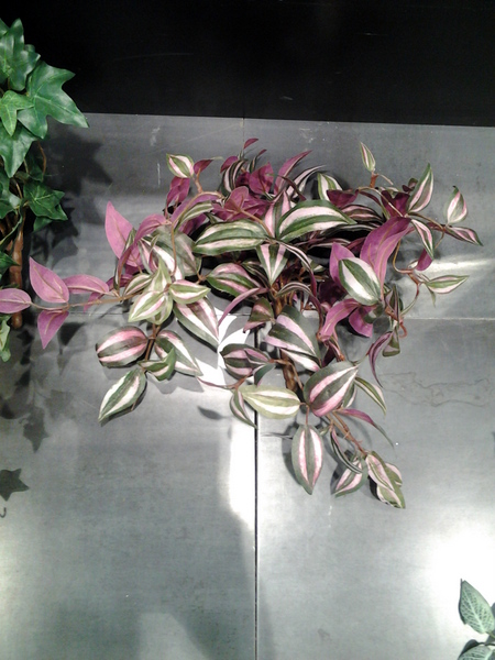 771-יהודי הנודד