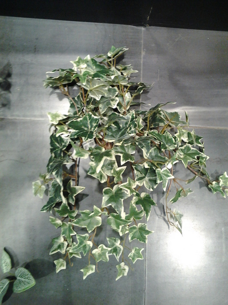 772-קיסוס מגוון