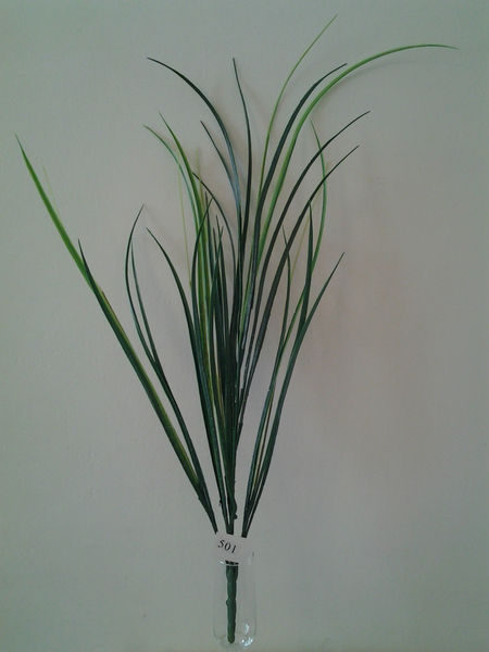 501-ענף דרצנה