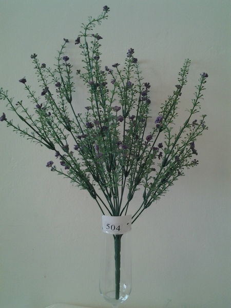 504-שיח גיפסנית סגול