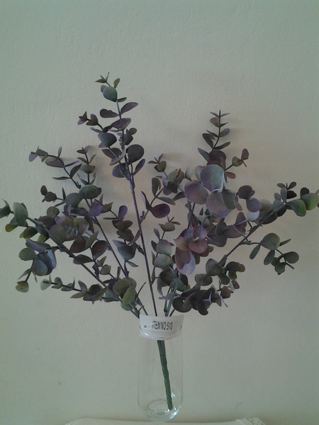 510-שיח אקליפטוס אפרפר