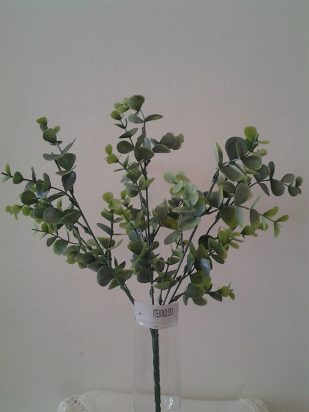 511-שיח אקליפטוס ירוק