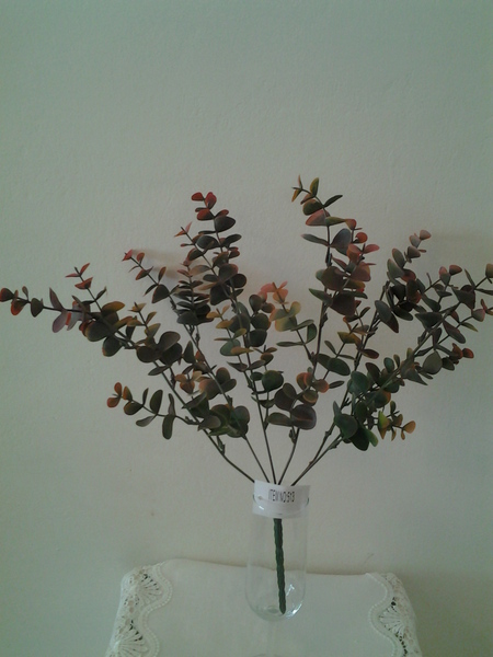 513/1-שיח אקליפטוס חום אדמה