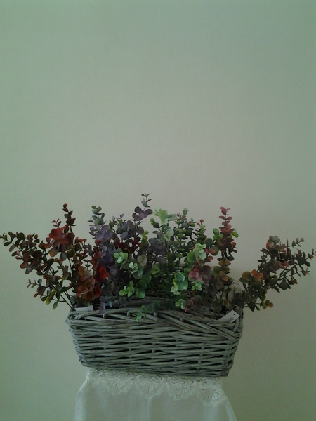 513/2-שיחי אקליפטוס