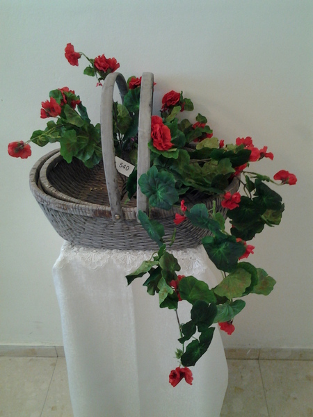 540-נשפך גרניום אדום