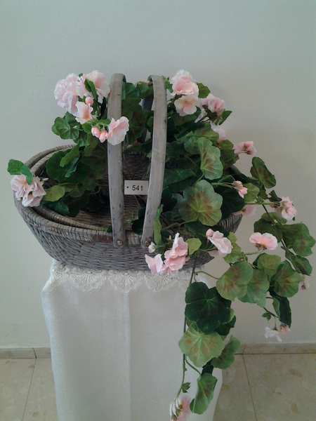 541-נשפך גרניום ורוד