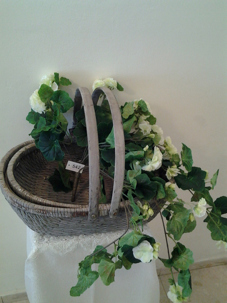 542-שפך גרניום לבן