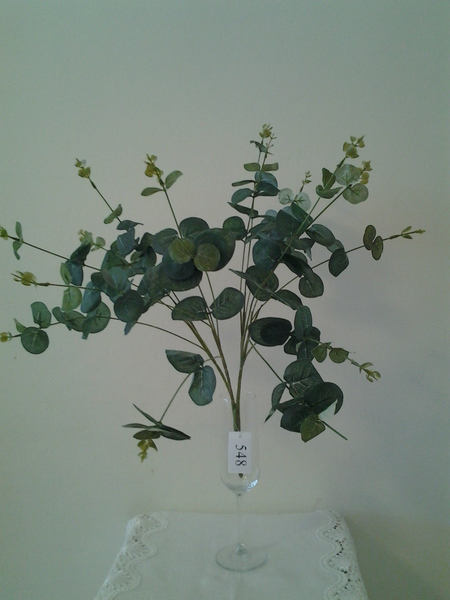 548-שיח אקליפטוס    ירוק