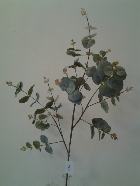 574-ענף אקליפטוס מיוחד