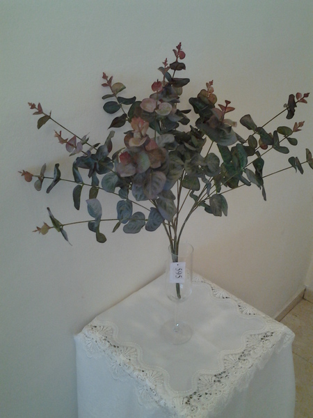 595-שיח אקליפטוס מיוחד