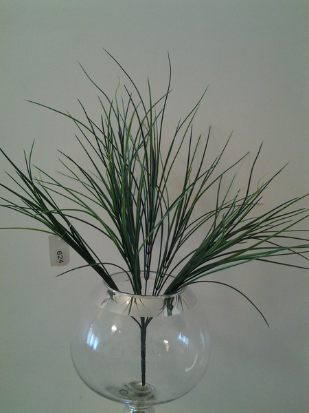 624-שיח דרצנה