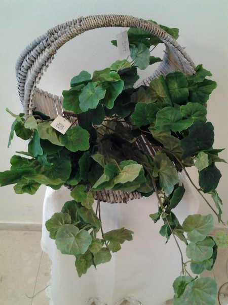 630-נשפך ביגוניה