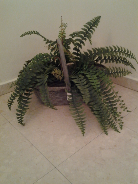 773-שרך שרון ענק