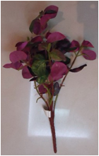 10238-צמח מיני  סגול