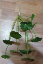 10218-עלי לוטוס