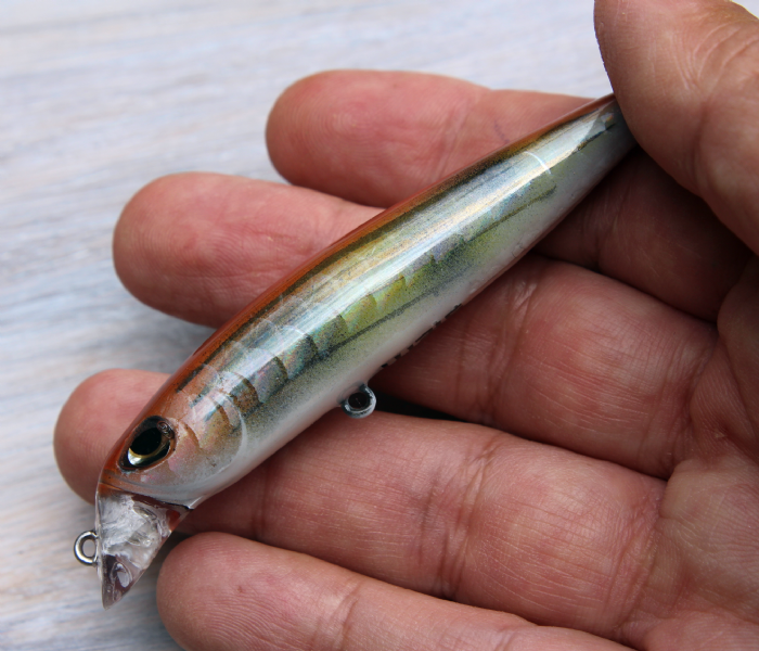 SIEM L-Mullus  (מולית הפסים)