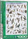 פאזל 1000 חלקים - ציפורי טרף וינשופים