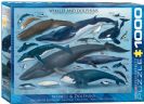 פאזל 1000 חלקים - לוויתנים ודולפינים