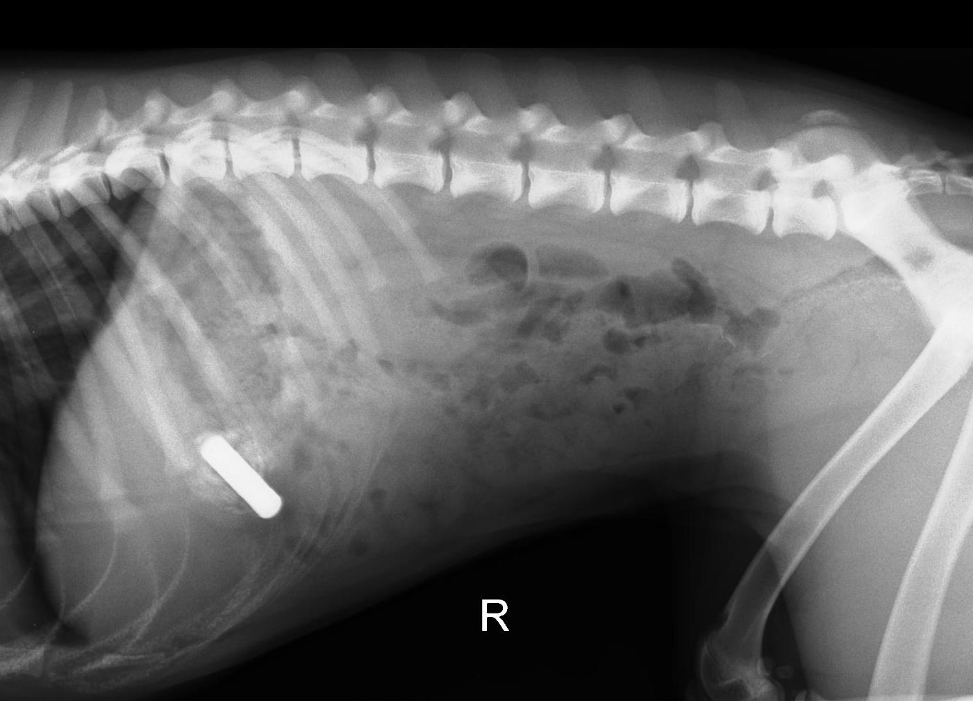 כלבה בלעה בטריה