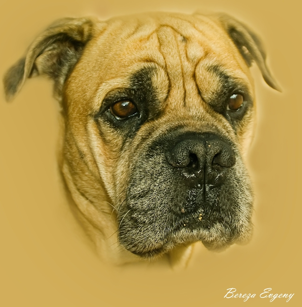 הכלב ליאו בזמן האשפוז בבית החולים