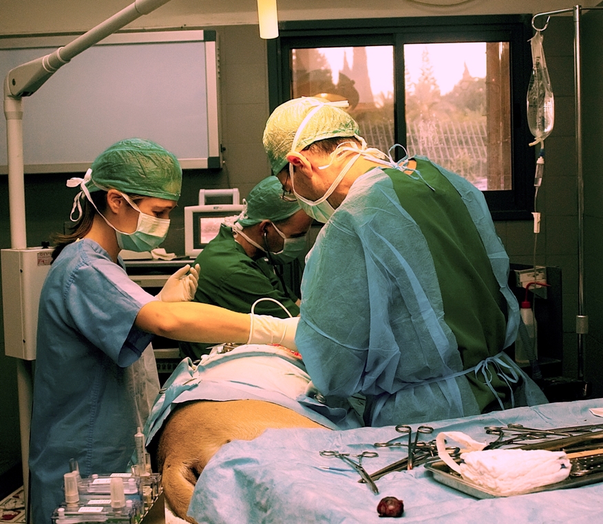 ניתוח בבית החולים הוטרינרי