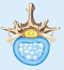 מבנה דיסק תקין בכלב