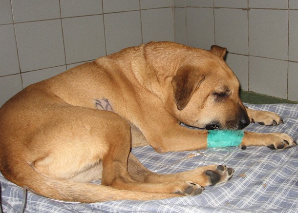 הכלב גזי לאחר הכשת נחש