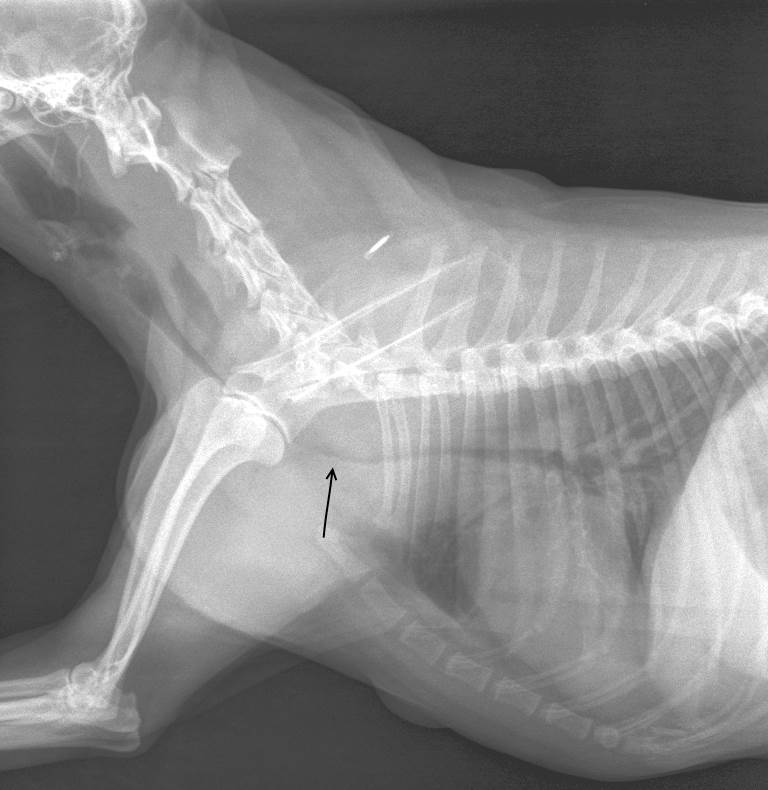 צילום רנטגן של קריסת קנה בכלב