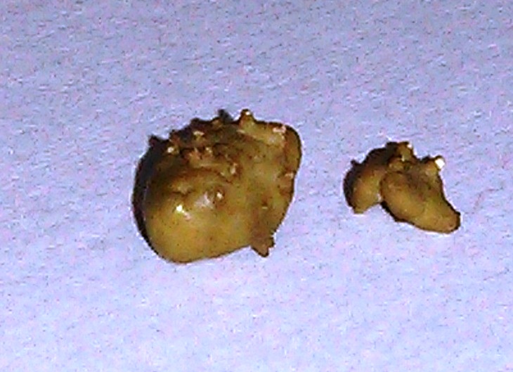 אבנ אוראט בחתול