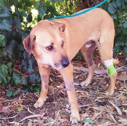 הכלב גזי ביום השחרור