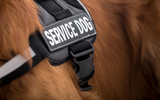 יוסדר מעמדם של כלבי-שירות לאנשים עם מוגבלויות. צילום אילוסטרציה canva