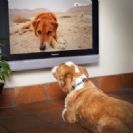 DOGTV - ערוץ הטלוויזיה לכלבים בלבד מגיע ל-HOT בחינם ללקוחות