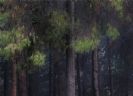 יער האורנים - תמונה לסלון
