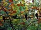 ציפורים ביער - הדפסה קנבס