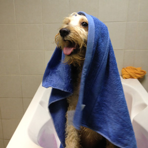 תמונת כלב לאחר המקלחת עם מגבת