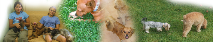 מימין: כלבים בחצר הפנסיון, ומתלטפים עם העובדות
