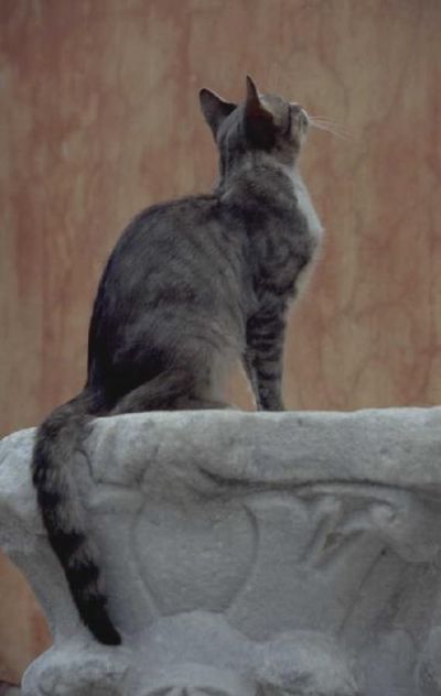 תמונת חתול רחוב צופה מעלה