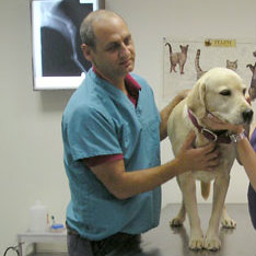 קישור למרפאה, טיפול של כלב אצל ד