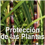 GBM - Proteccion de Plantas